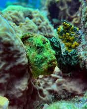 Load image into Gallery viewer, Dominica