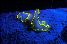 Load image into Gallery viewer, Sea Dragon Fluoro-Dual Beam Light Kit