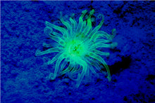 Load image into Gallery viewer, Sea Dragon Fluoro-Dual Beam Light Kit