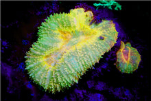 Load image into Gallery viewer, Sea Dragon Fluoro-Dual Beam Light Kit