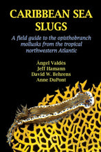 Load image into Gallery viewer, REEF CARRIBEAN SEA SLUGS