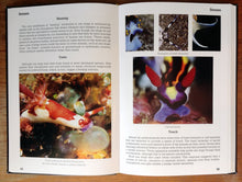 Load image into Gallery viewer, Nudibranch &amp; Sea Slug Identification - Indo-Pacific	2nd Ed.
