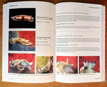 Load image into Gallery viewer, REEF CARRIBEAN SEA SLUGS