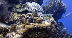 Dodson - Bonaire