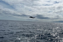 Load image into Gallery viewer, Dominica
