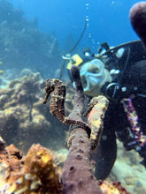 Load image into Gallery viewer, Dominica
