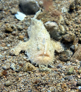 PADI Fish Identification