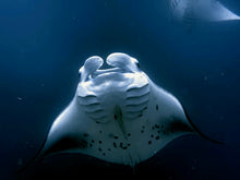 Load image into Gallery viewer, VIP Maldives Pre Book
