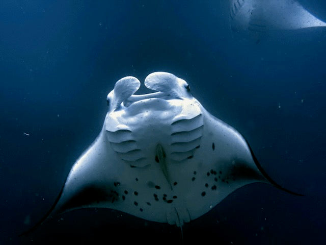 VIP Maldives Pre Book