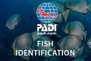 PADI Fish Identification