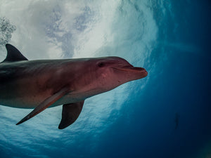 PADI Underwater Photography