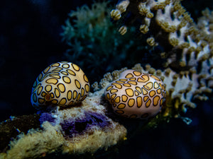 PADI Underwater Photography